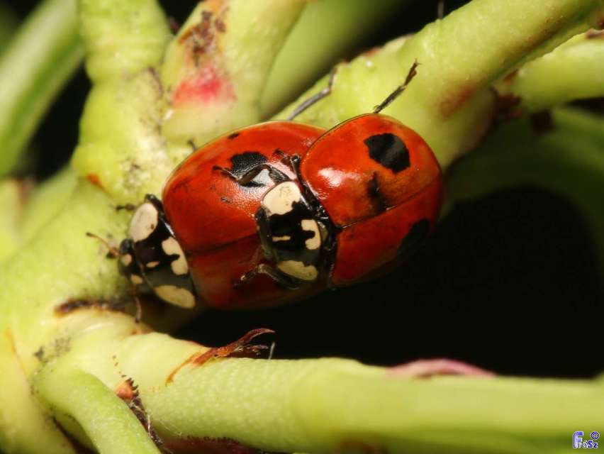 Adalia bipunctata - kétpettyes katica