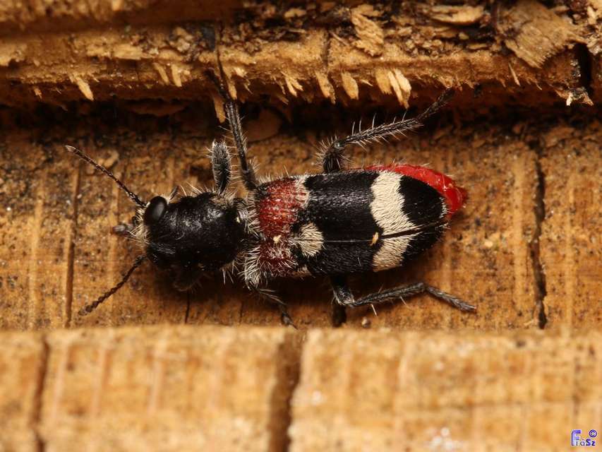 Clerus mutillarius - feketenyakú szúfarkas