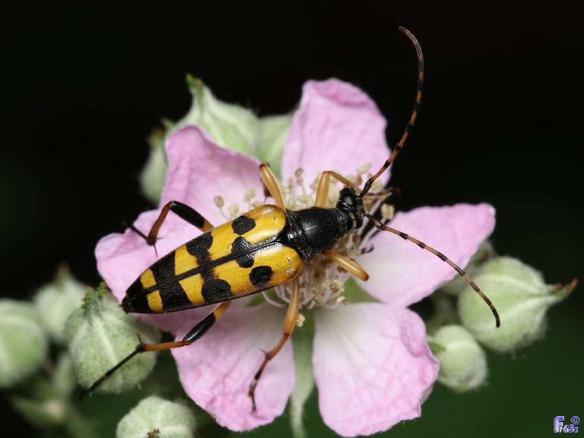 Rutpela maculata - tarkacsápú karcsúcincér