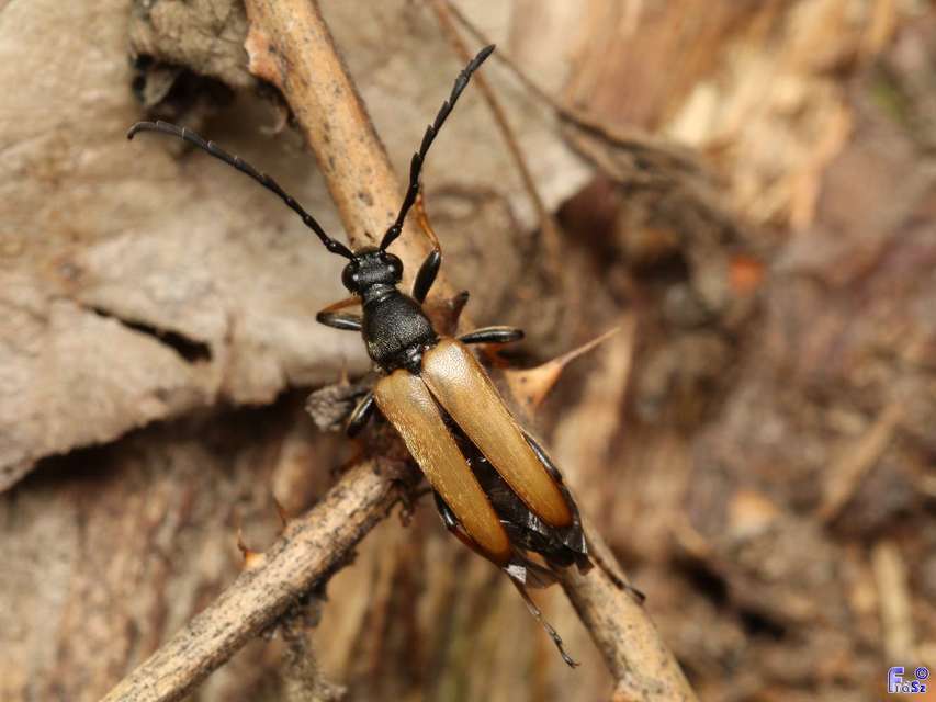 Stictoleptura rubra - vörös virágcincér