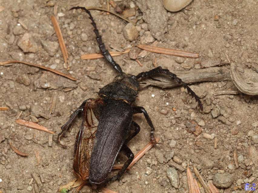Prionus coriarius - csőszcincér