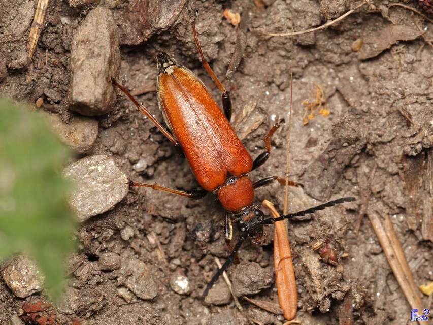 Stictoleptura rubra - vörös virágcincér