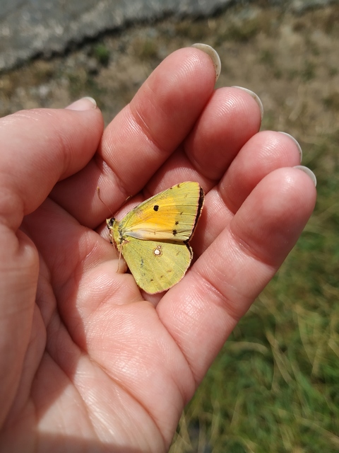 Colias croceus - sáfránylepke