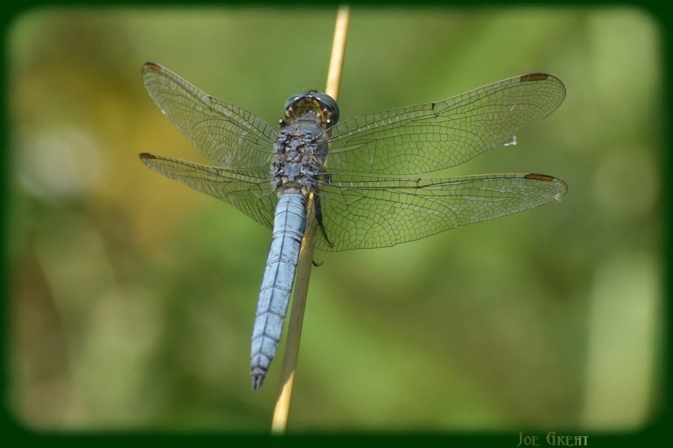 Orthetrum coerulescens - karcsú pásztorszitakötő