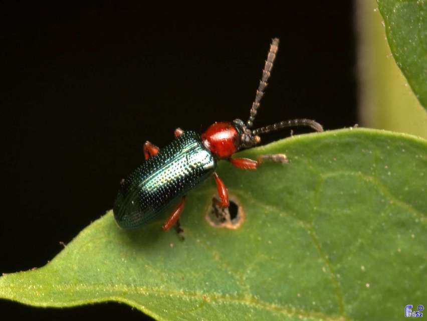 Oulema melanopus/duftschmidi