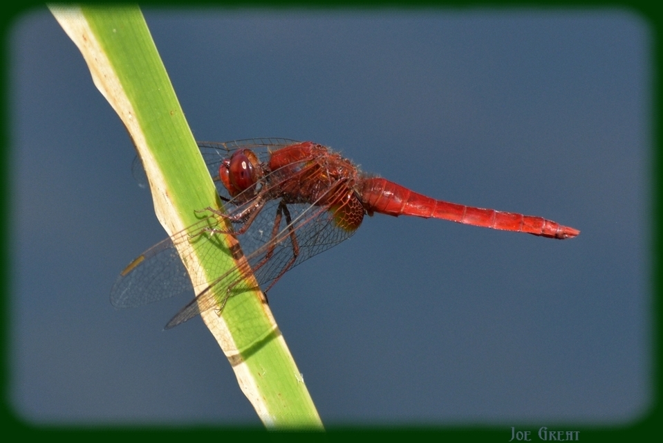 Crocothemis erythraea - skarlát szitakötő