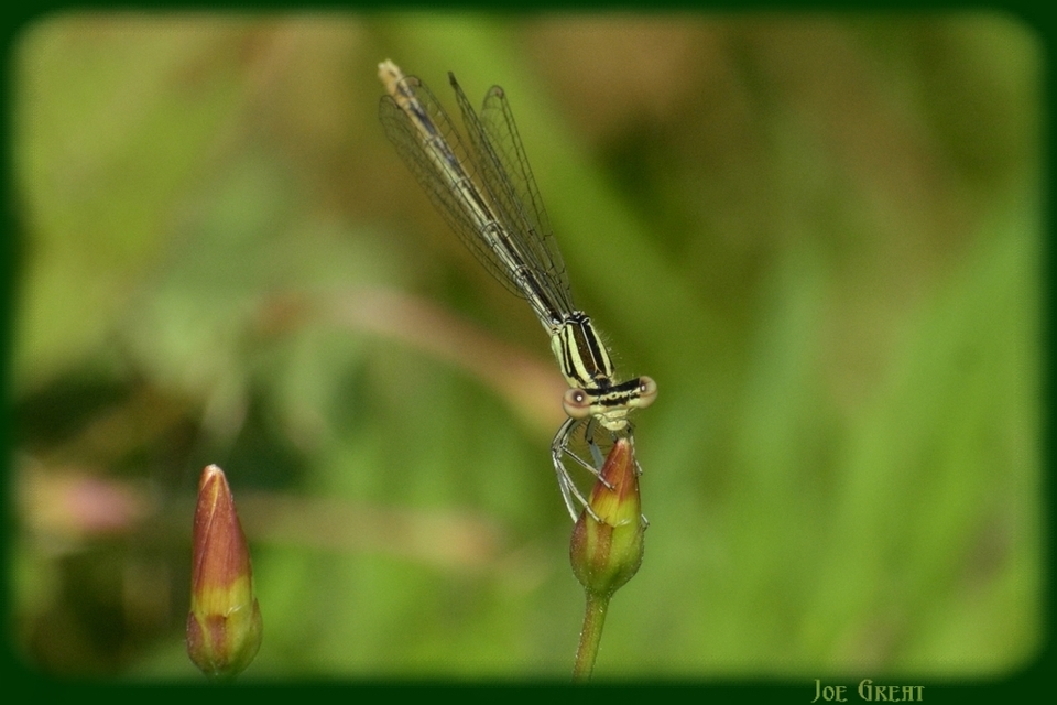 Platycnemis pennipes - széleslábú szitakötő
