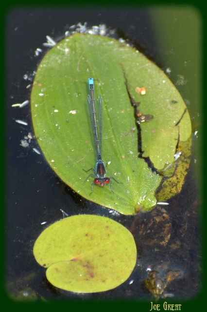 Erythromma viridulum - kis pirosszemű-légivadász