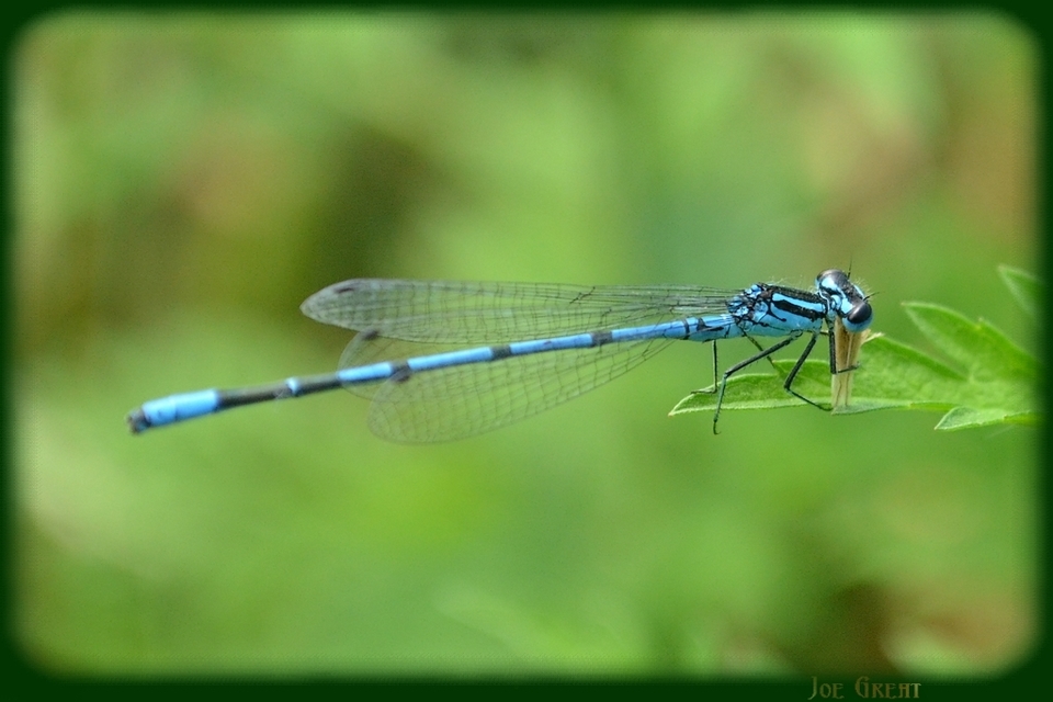Coenagrion puella - azúrkék légivadász