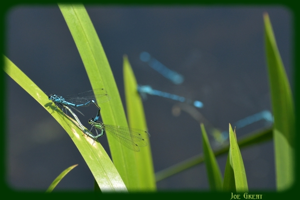 Coenagrion puella - azúrkék légivadász