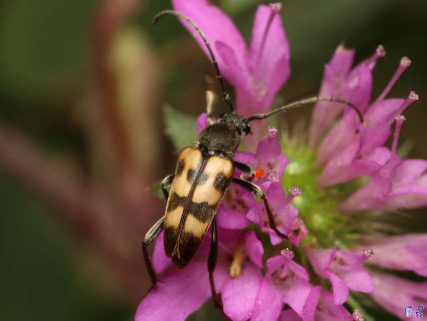 Pachytodes erraticus - rajzos virágcincér Pachytodes erraticus - rajzos virágcincér