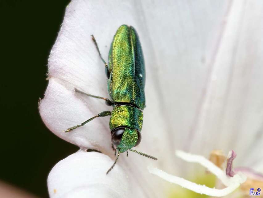 Anthaxia nitidula - ragyogó virágdíszbogár