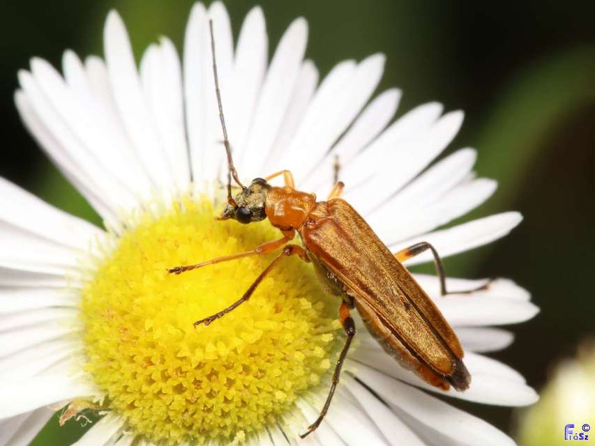 Oedemera podagrariae - székfű-álcincér