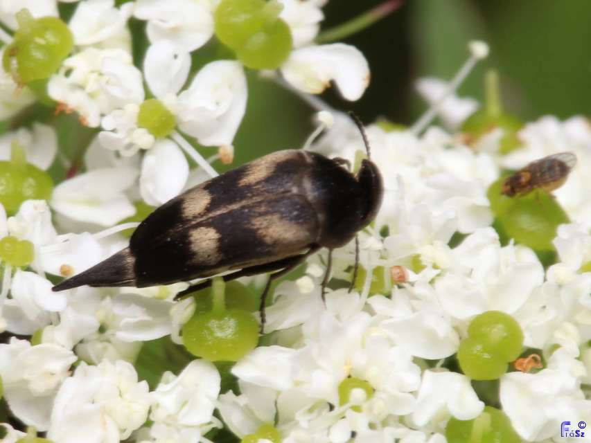 Variimorda villosa - szalagos maróka