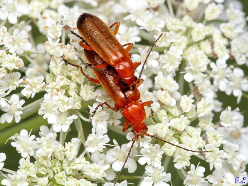 Rhagonycha fulva - feketevégű lágybogár