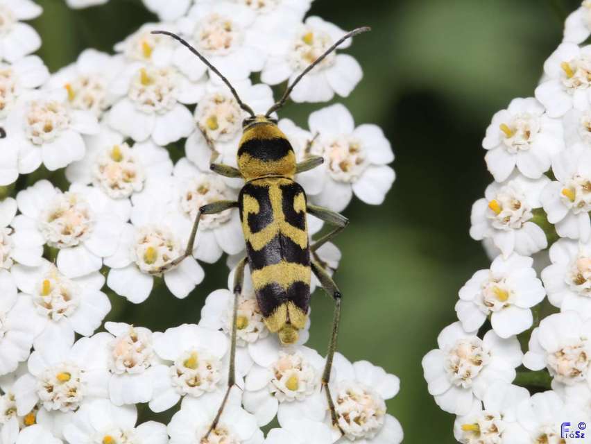 Chlorophorus varius - díszes darázscincér
