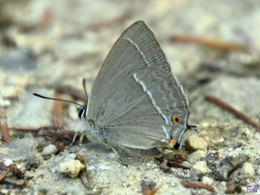 Neozephyrus quercus - tölgyfalepke