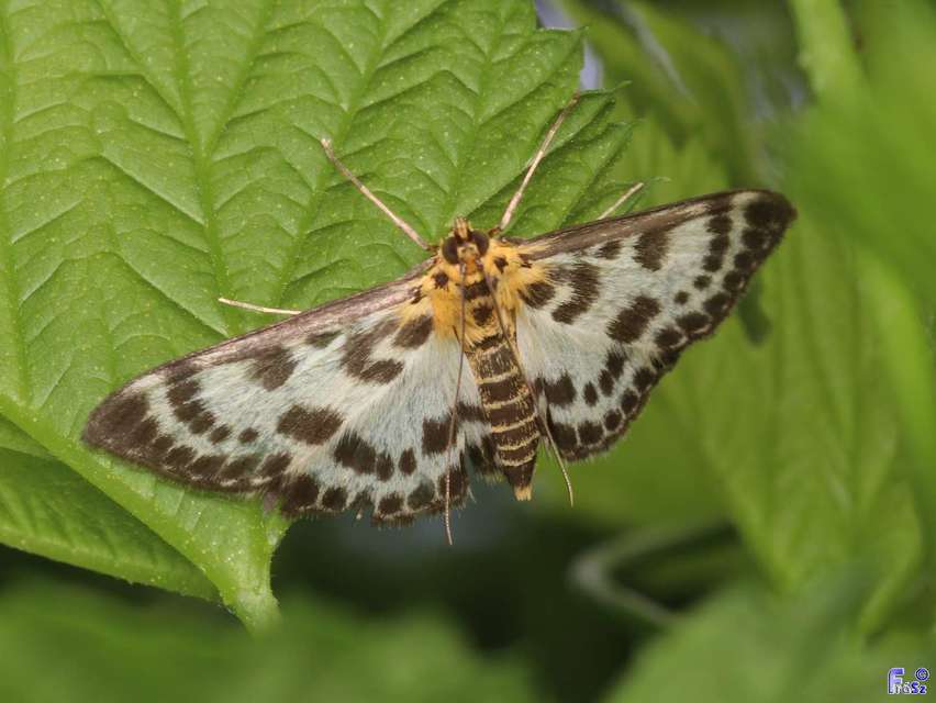 Anania hortulata - tarka csalánmoly