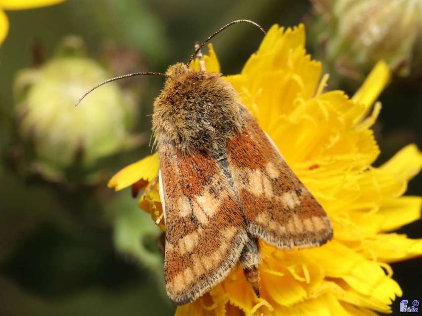 Schinia cardui - keserűgyökér-nappalibagoly