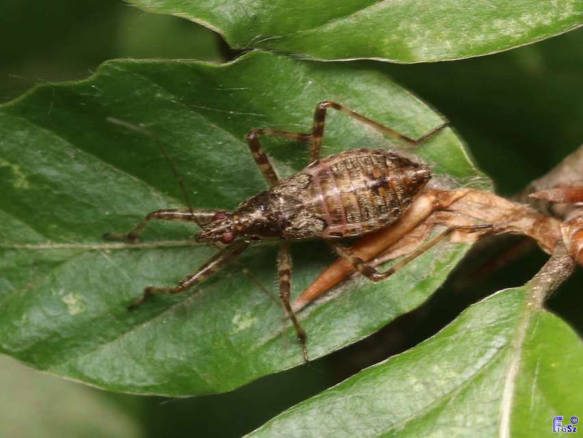 Himacerus
