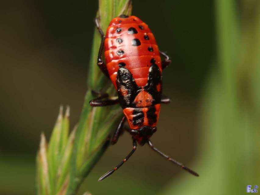 Spilostethus