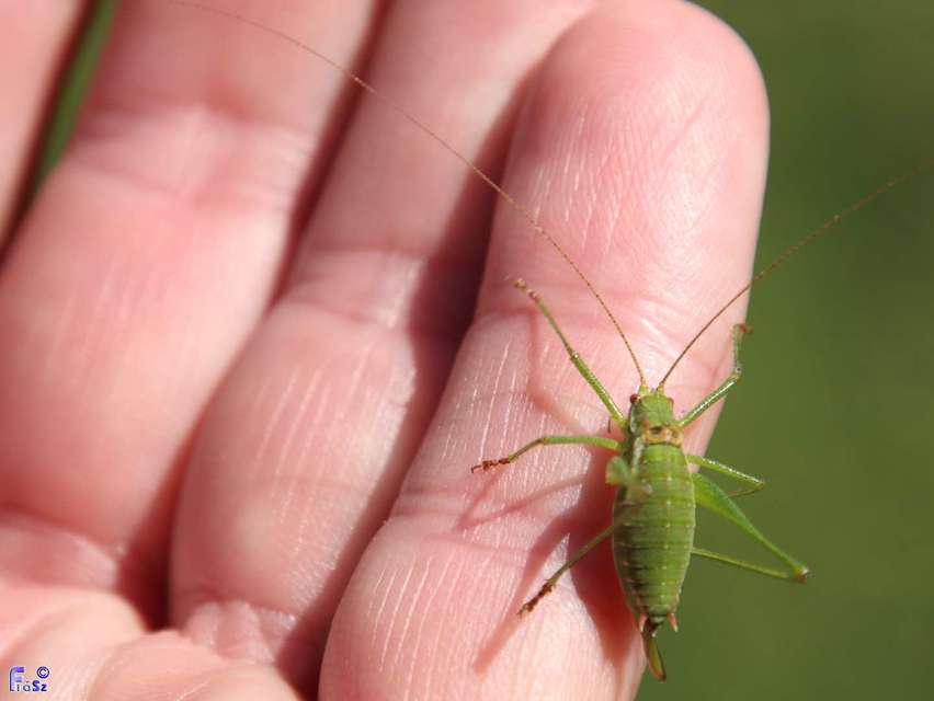 Leptophyes albovittata - közönséges virágszöcske