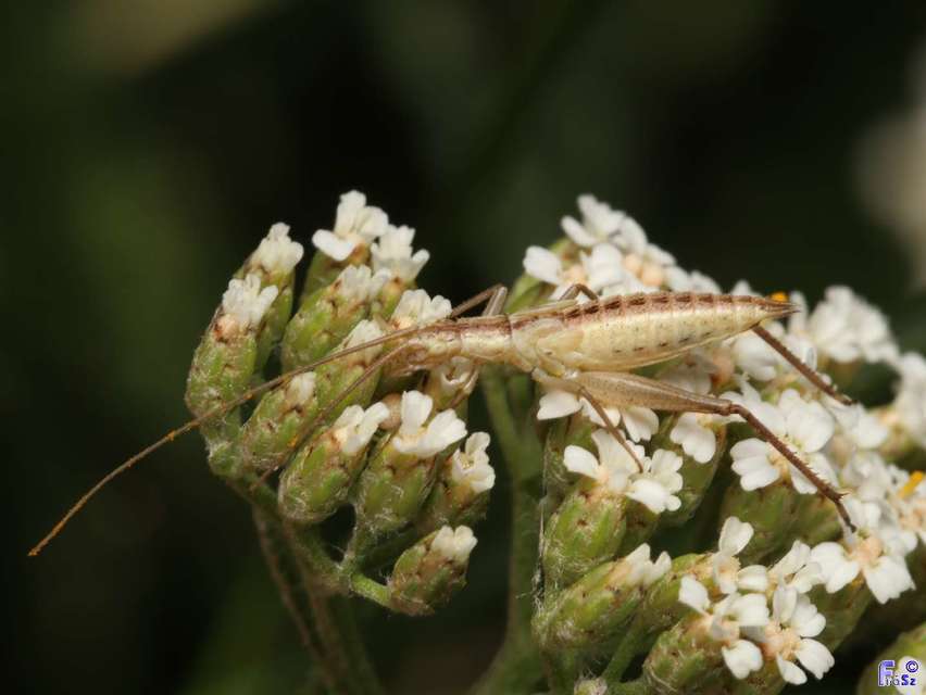 Oecanthus pellucens - pirregőtücsök