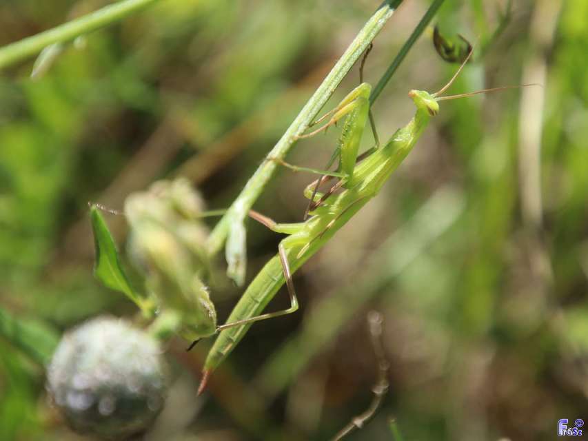 Mantis religiosa - imádkozósáska