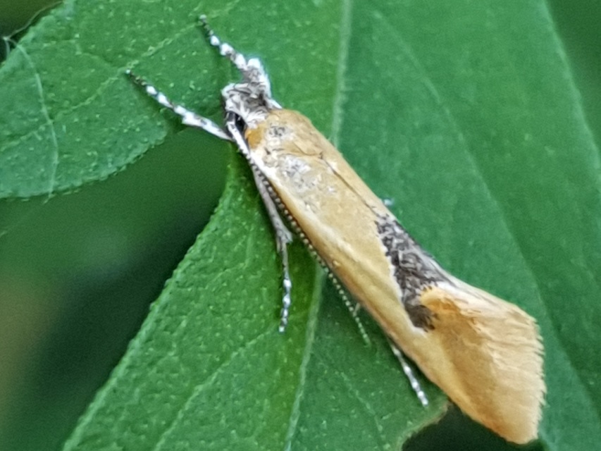 Batia internella/lambdella
