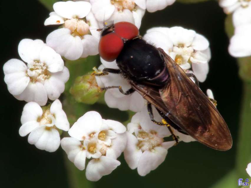 Chrysogaster solstitialis - gyakori smaragdlégy