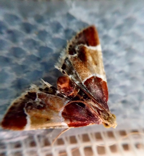 Pyralis farinalis - lisztilonca