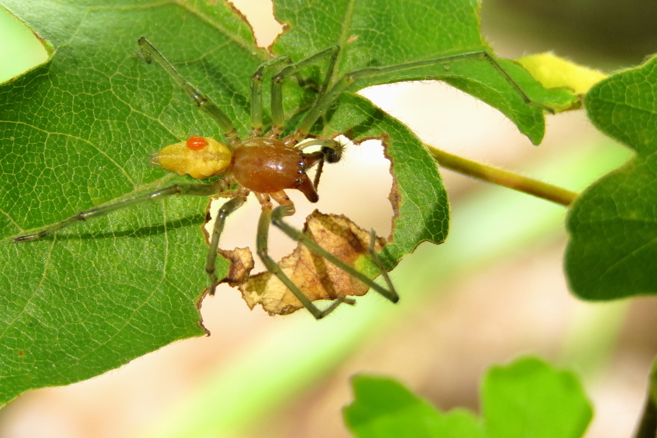 Cheiracanthium