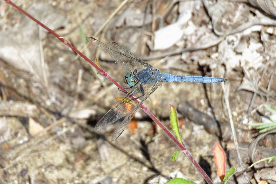 Orthetrum coerulescens - karcsú pásztorszitakötő