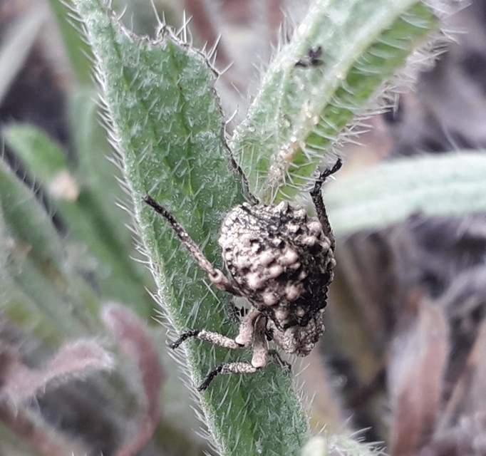 Herpes porcellus - bütyköshátú ormányos