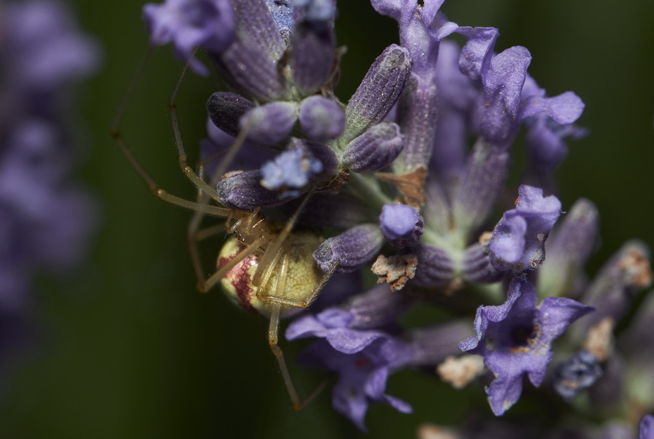 Enoplognatha ovata/latimana