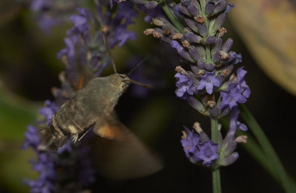 Macroglossum stellatarum - kacsafarkú szender