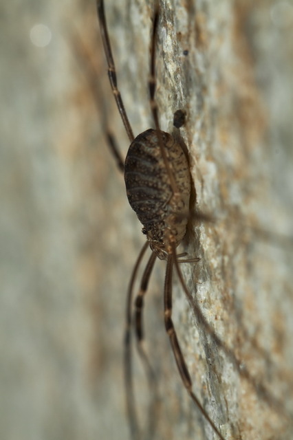 Opilio