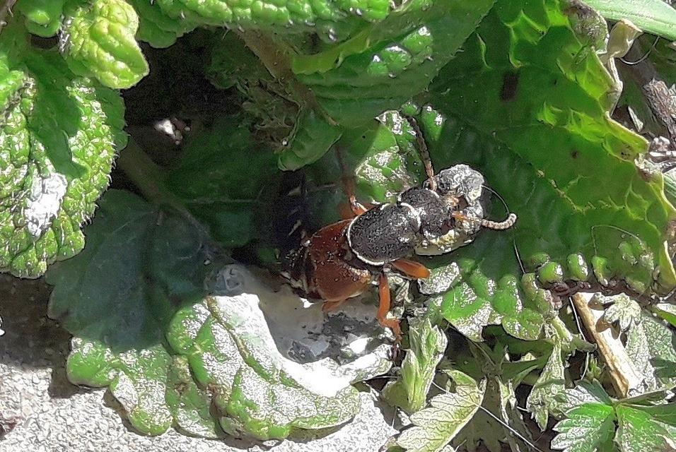 Staphylinus caesareus - aranysujtásos holyva