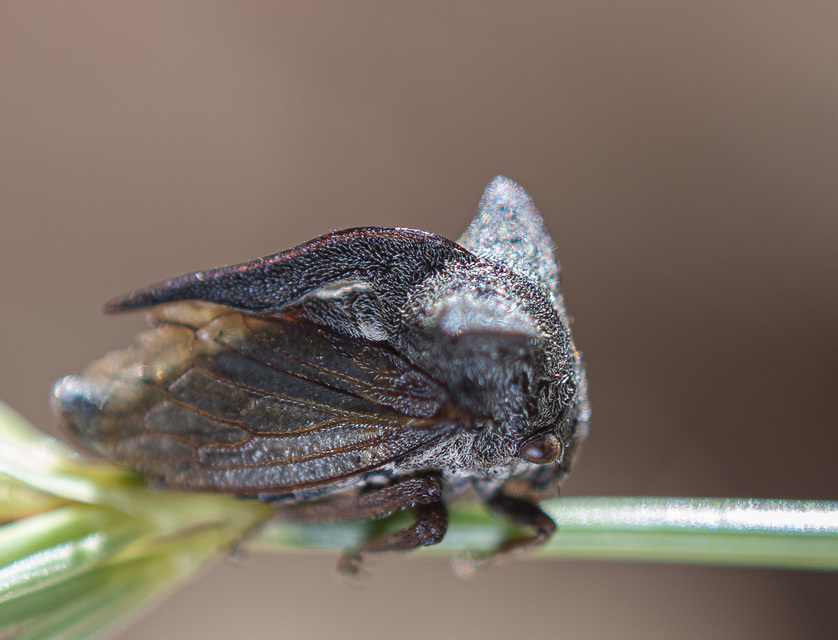 Centrotus cornutus - szarvaskabóca