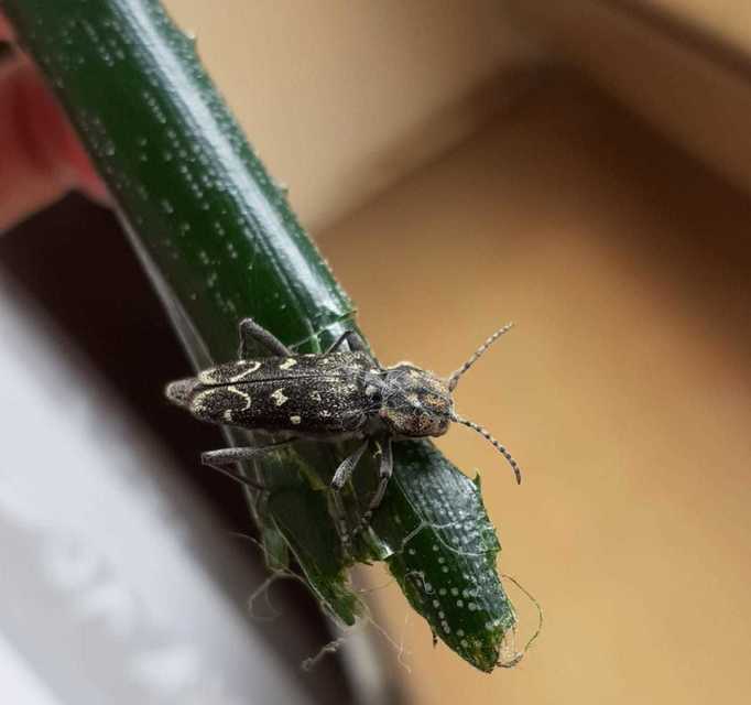 Xylotrechus rusticus - egérszínű darázscincér