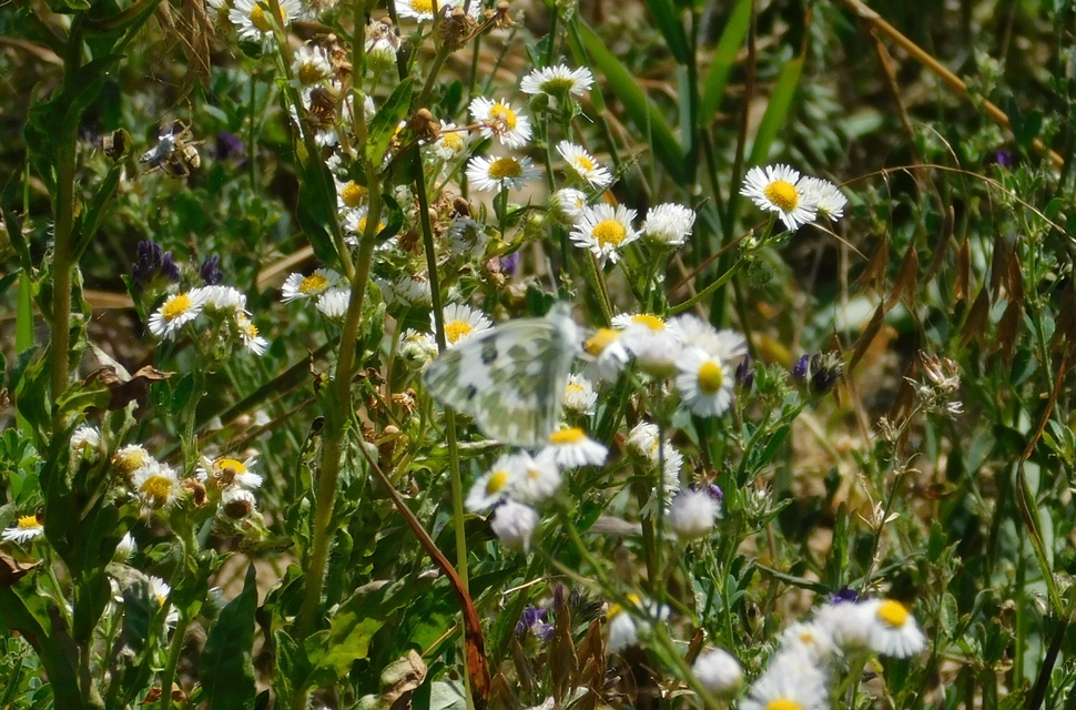 Pontia edusa - rezedalepke