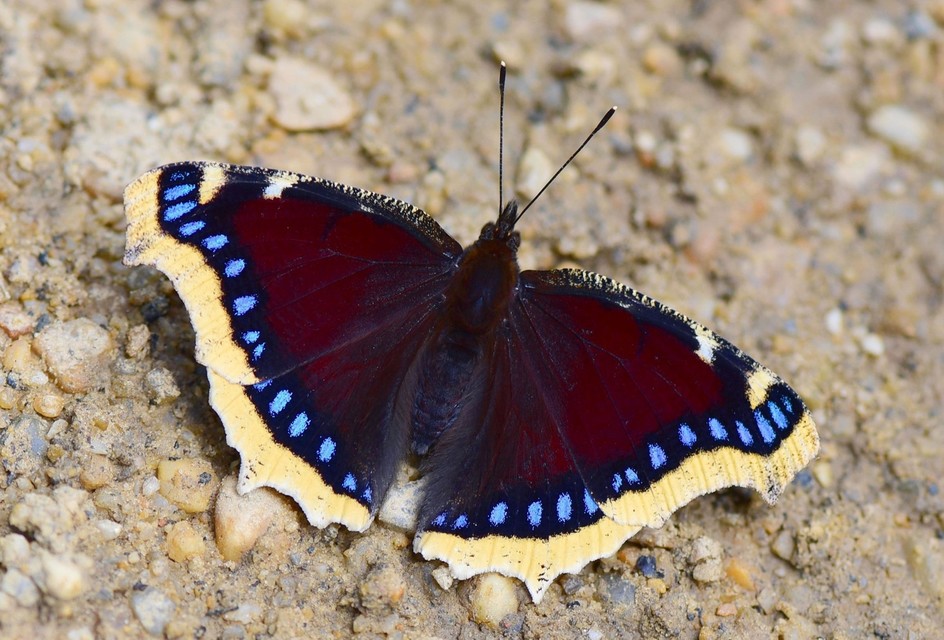 Nymphalis antiopa - gyászlepke