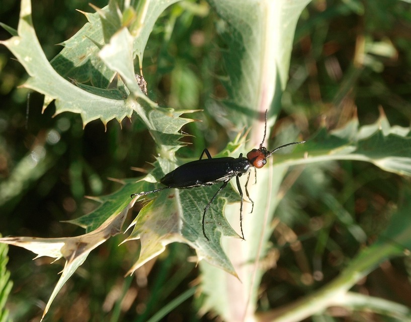 Epicauta rufidorsum - hollóbogár