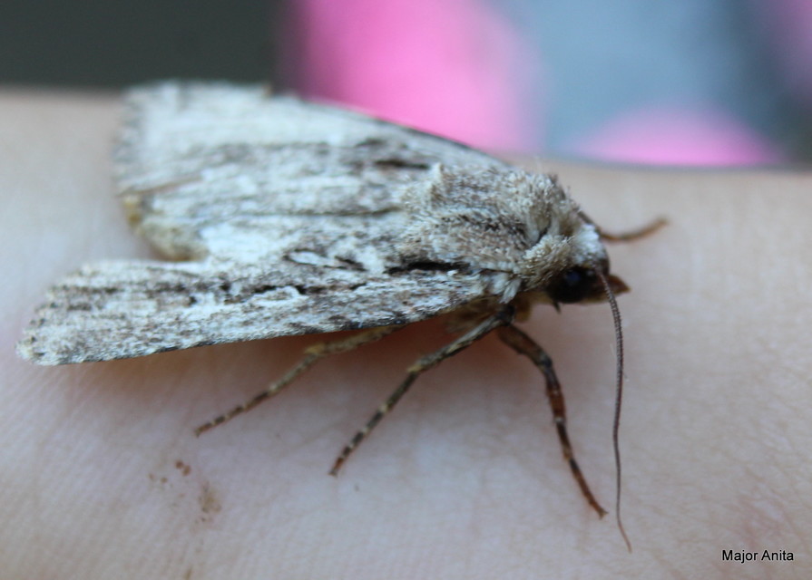 Dichagyris signifera - pompás földibagoly