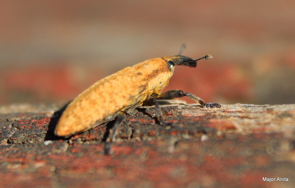 Lixus subtilis - disznóparéj-dudvabarkó