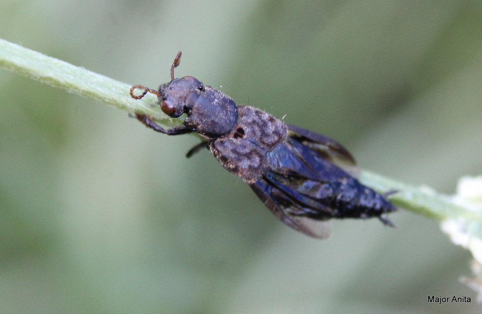 Ontholestes murinus - márványos holyva
