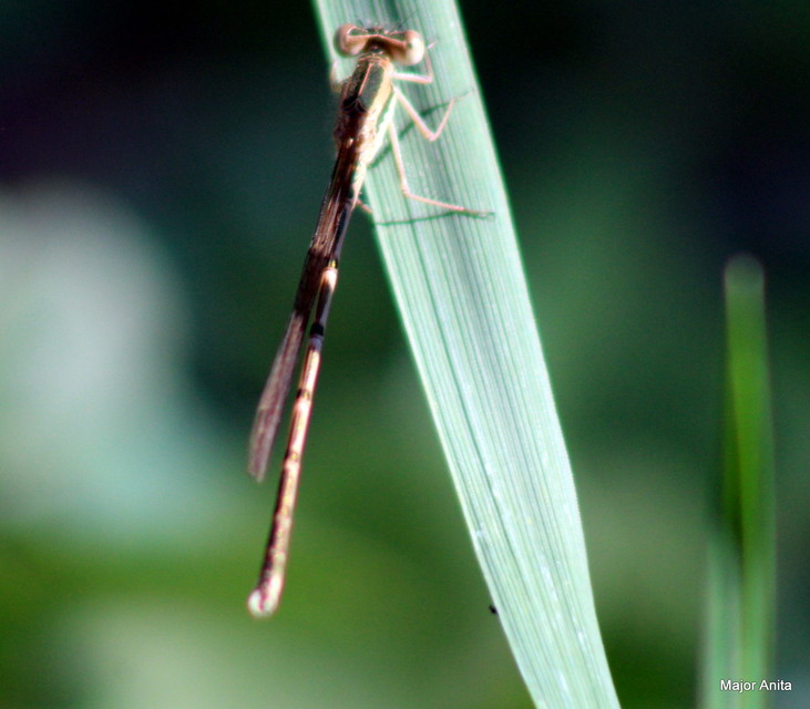 Sympecma fusca - téli rablószitakötő