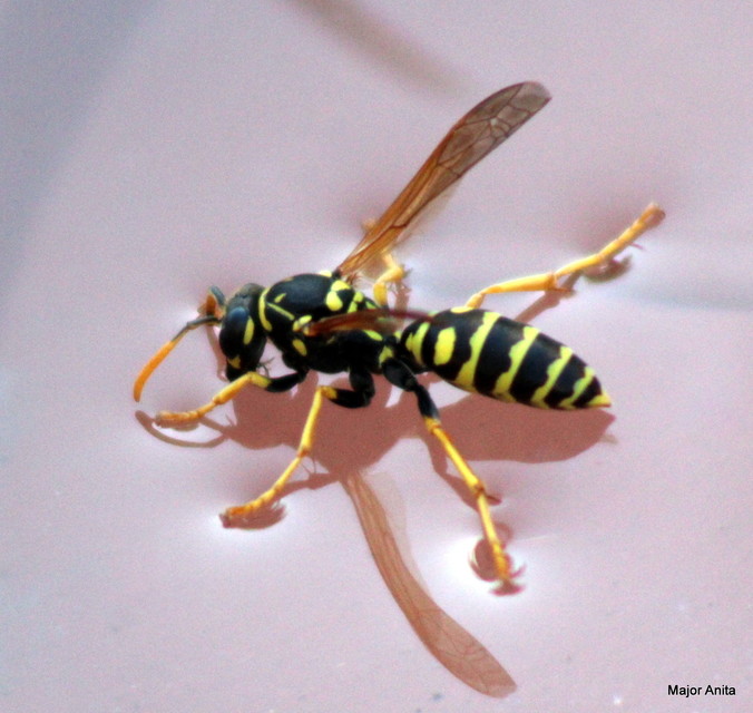 Polistes dominulus - déli papírdarázs