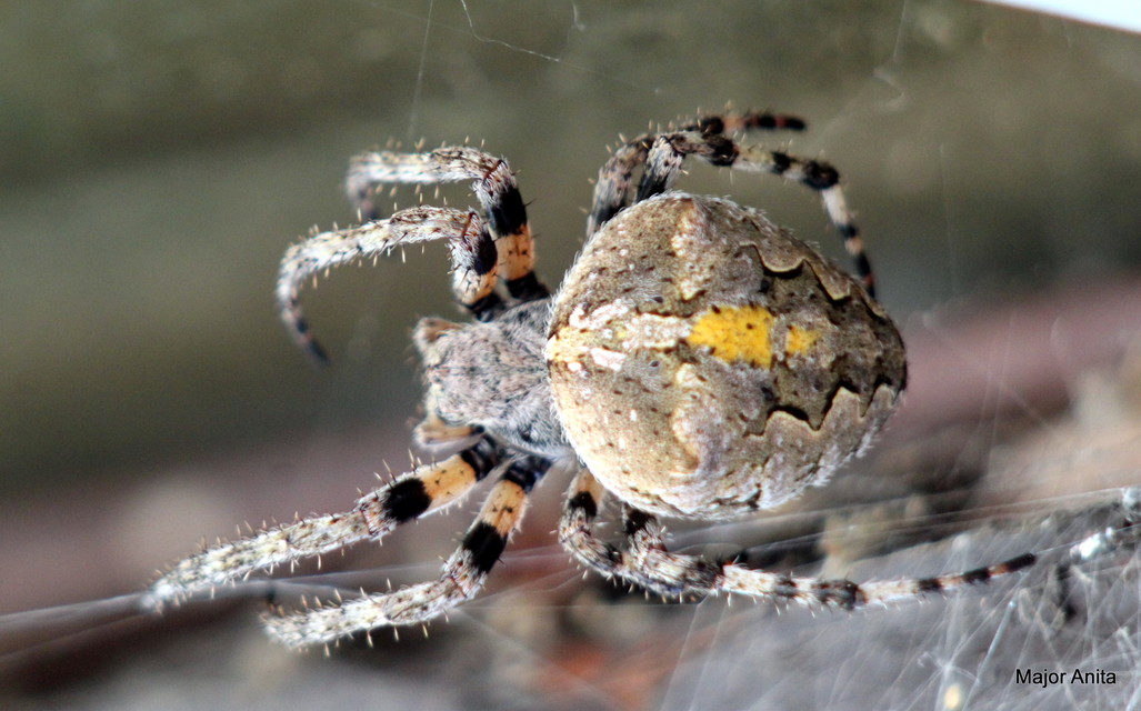 Araneus circe/angulatus