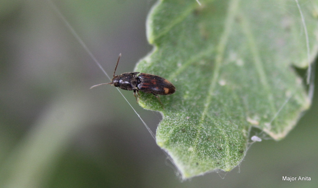Drasterius bimaculatus - változékony pattanó